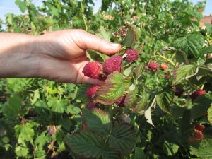 Удобрение малины - Дачный блог Елены Гольниковой