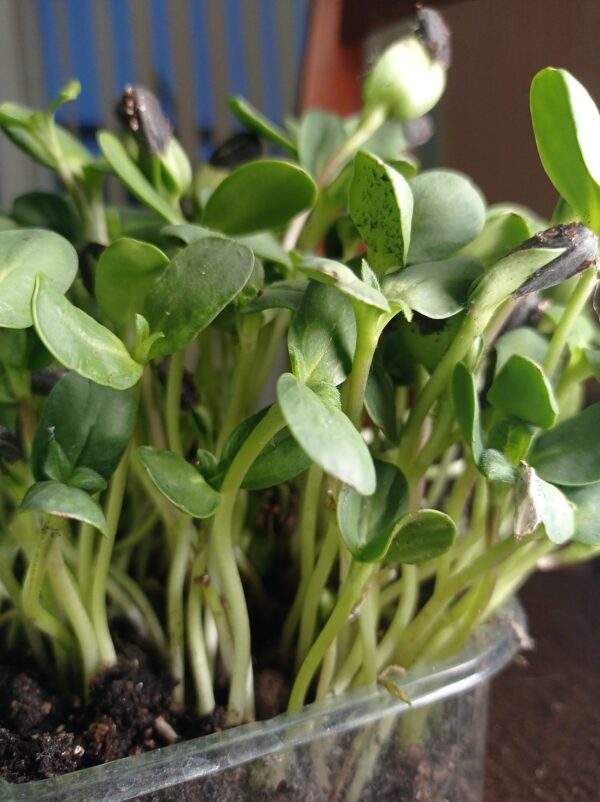 микрозелень подсолнечника