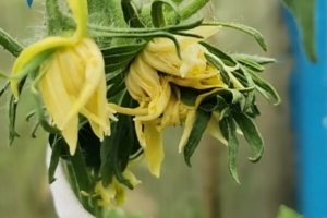 Махровые цветки томата