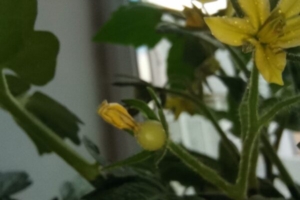 Комнатные помидоры