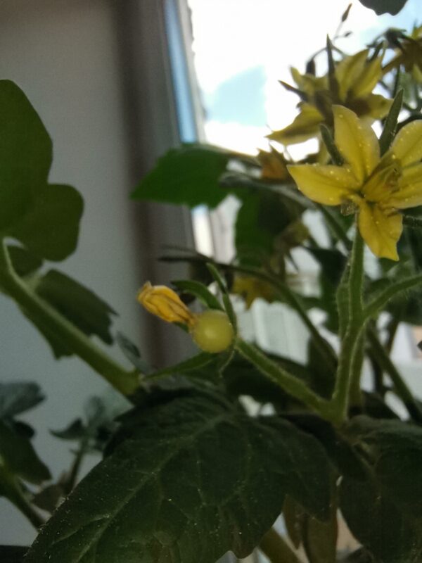 комнатные помидоры