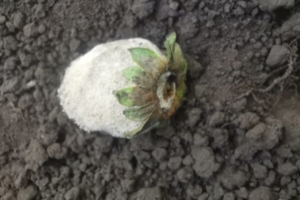 Виды гнилей на землянике