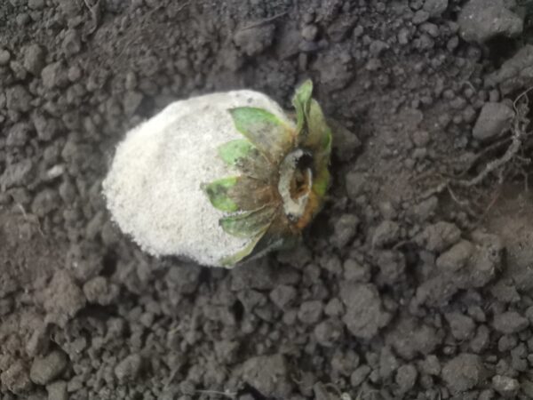 серая гниль земляники