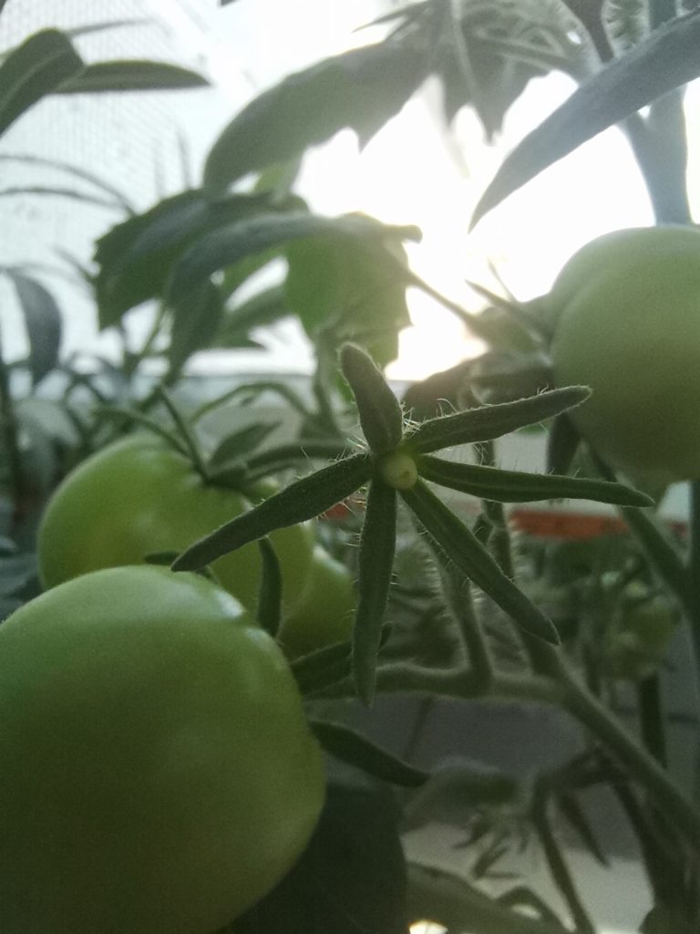 У меня растут томаты из серии Tomato Dwarf Project и Де Барао.Чтобы лакомиться помидорами в позднеосеннюю, да и зимнюю, пору, нужно немного.Тара,грунт, растение и освещение. 