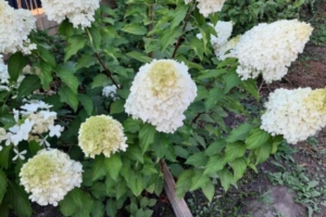 Гортензия метельчатая Полар Бир