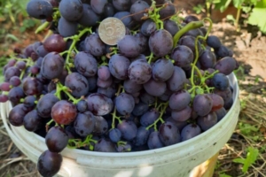 Виноград сорта Аюта