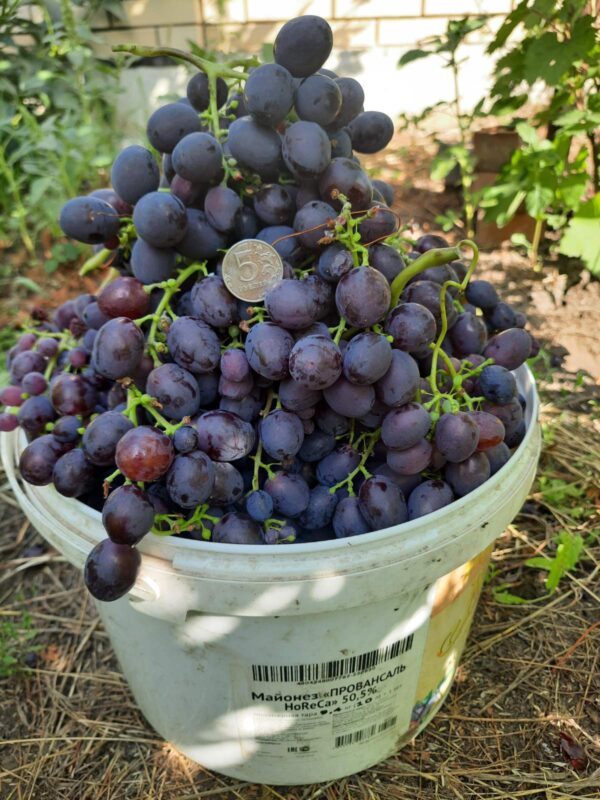 виноград Аюта