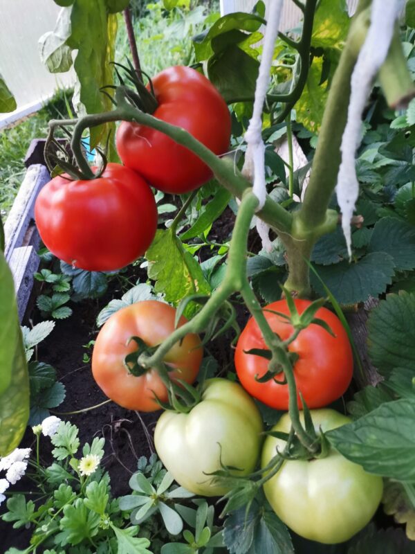 Помидор Подарочный