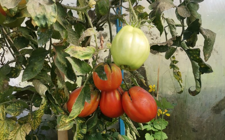 помидоры Archives - Дачный блог Елены Гольниковой