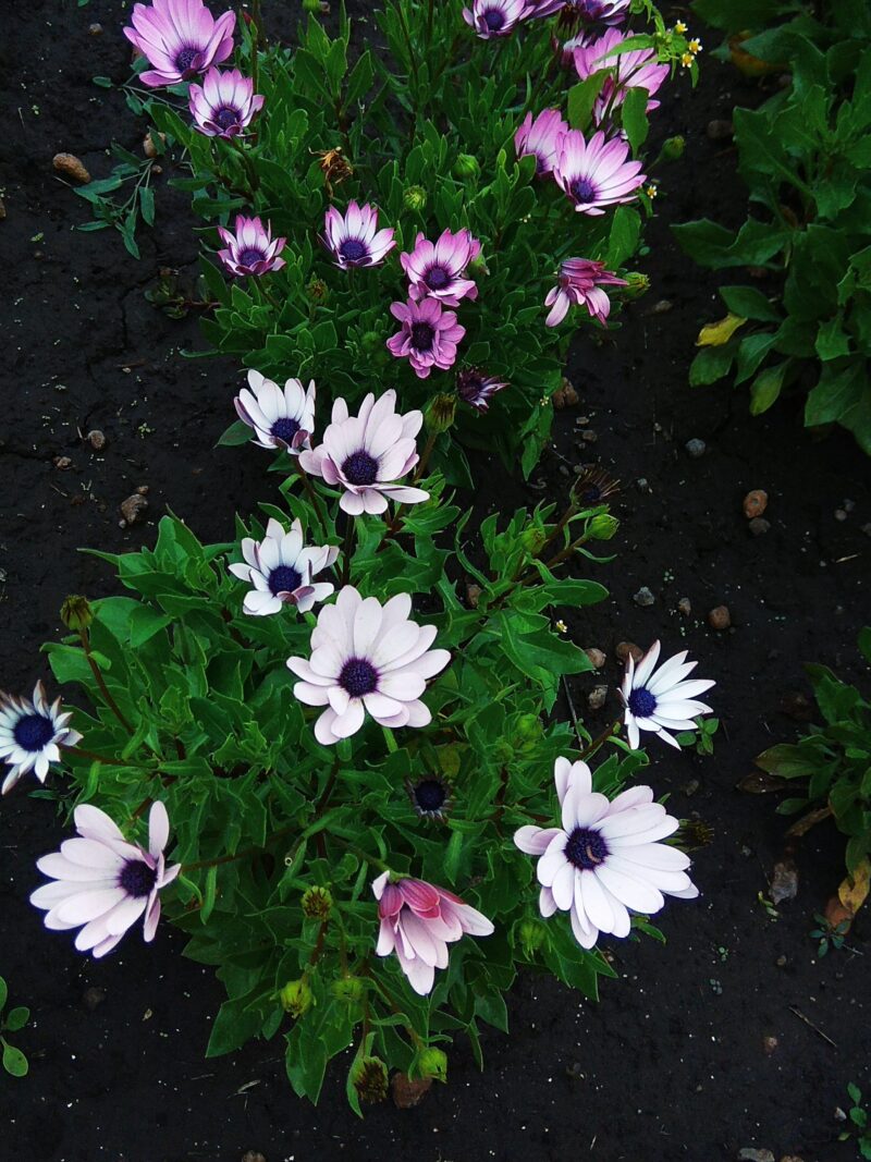 Остеоспермум