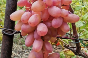 Виноград сорта Шахериада