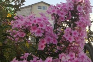 Флоксы — размножение