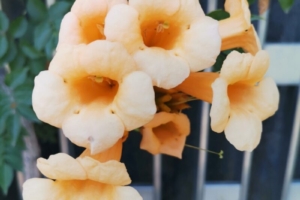 Цветущая лиана Кампсис