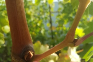 Строение куста винограда