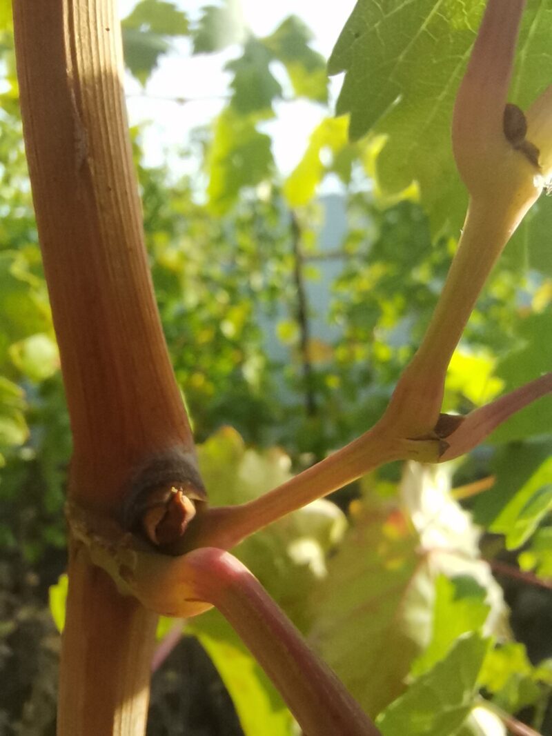 спящая почка винограда