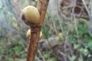 Почковый клещ на смородине