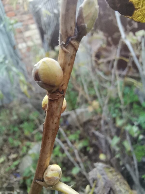 почковый клещ