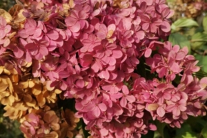 Гортензия сорта Фантом