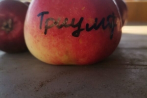 Колоновидная яблоня сорта Триумф