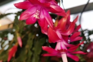 Декабрист или Шлюмбергера