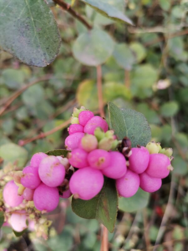 снежноягодник