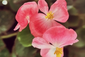 Бегония вечноцветущая