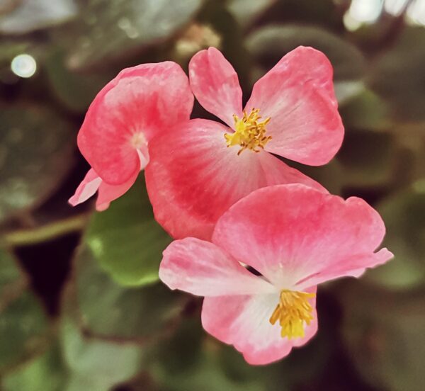 вечноцветущая бегония