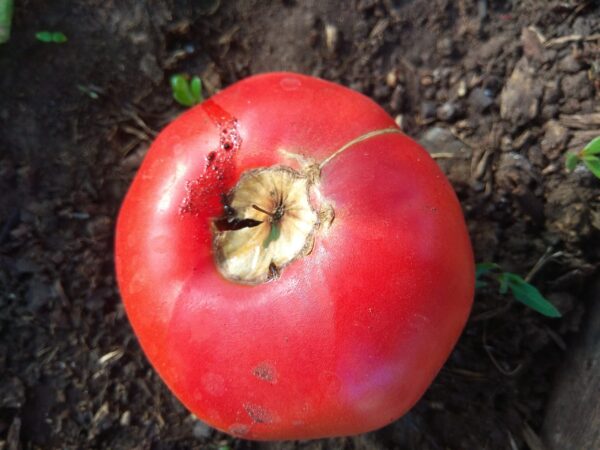вершинная гниль томатов
