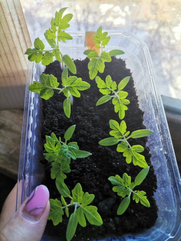 помидоры Комнатное чудо