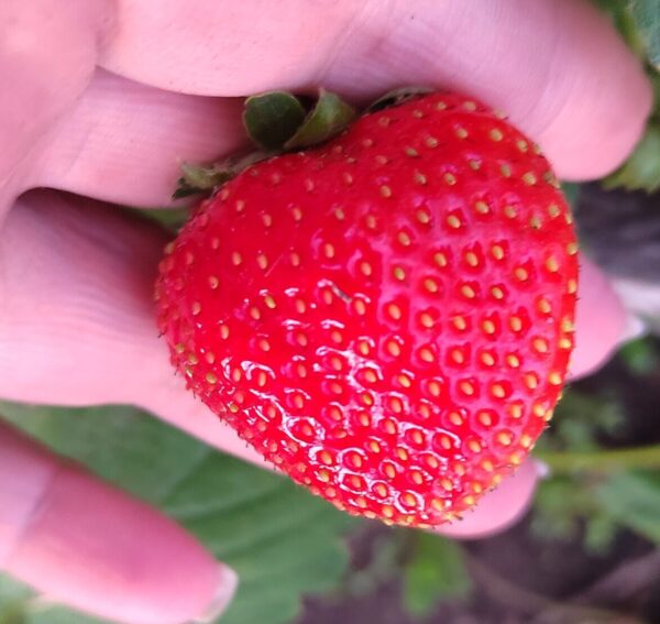 Земляника сорта Верити