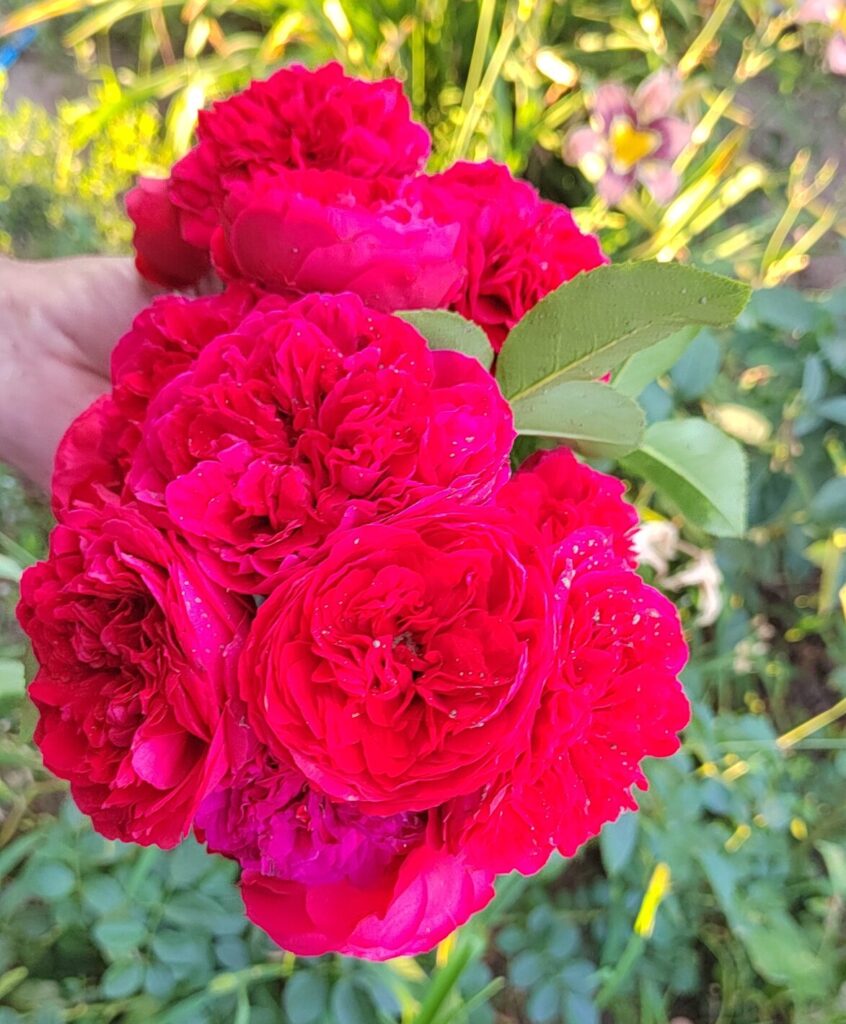 роза сорта Rotkappchen