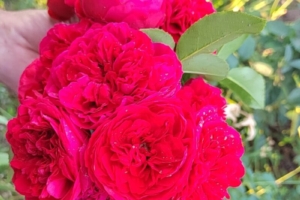 Роза сорта Красная шапочка (Rotkappchen)