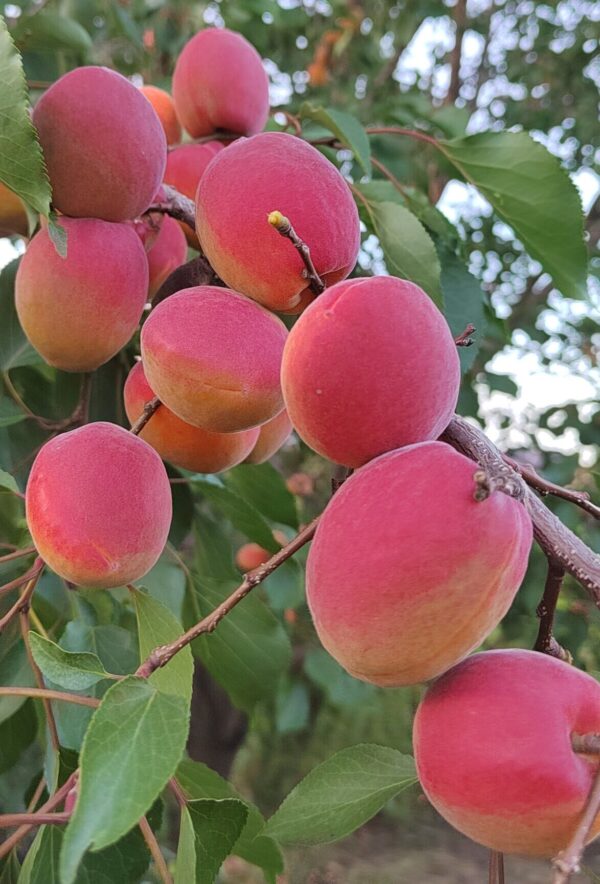 абрикосы сорта Саратовский рубин