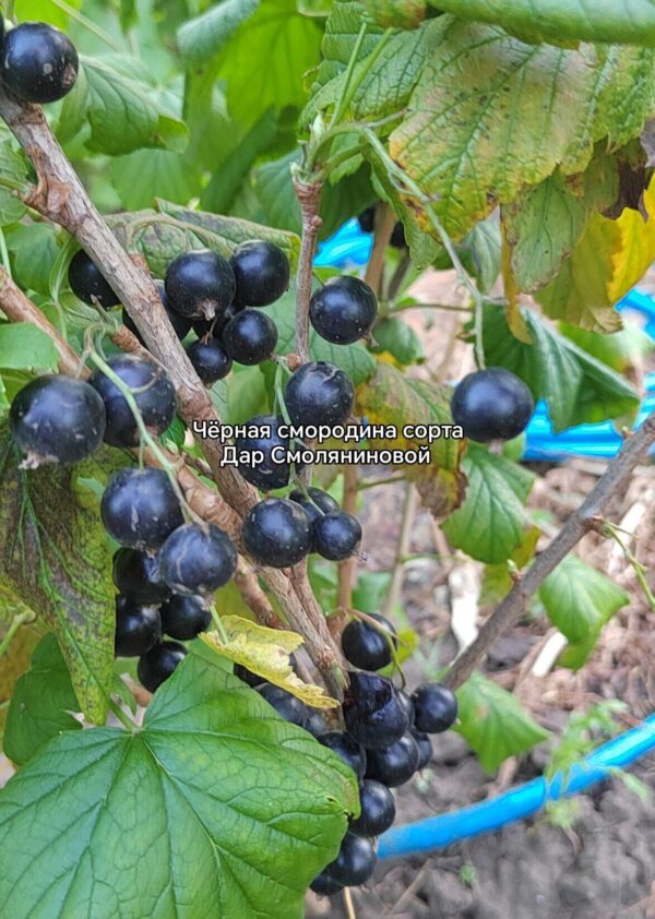 черная смородина сорта Дар Смоляниновой
