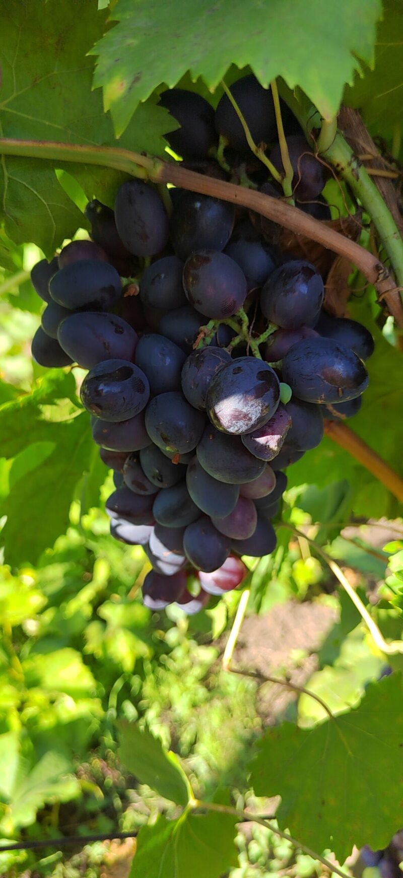 Виноград Волга