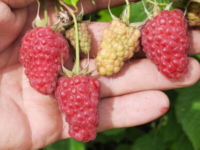 Малина Краса России