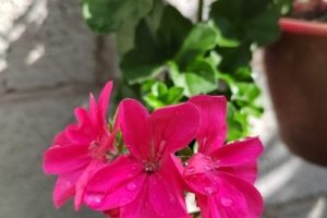 Плющелистная пеларгония Antik Pink описание с фото