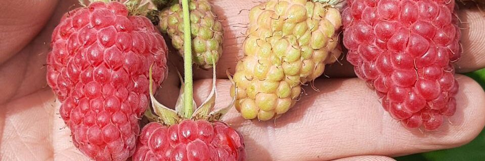 Дачный блог Елены Гольниковой