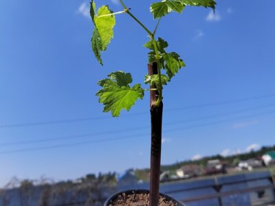 саженцы винограда