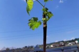 Как укоренить черенки винограда