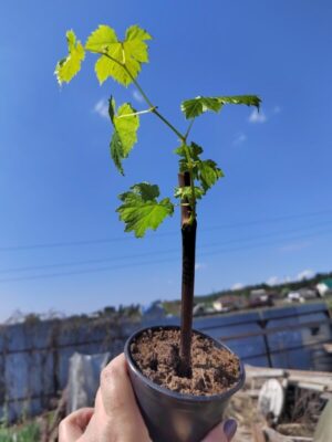 саженцы винограда