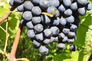 Ханка — виноград супер