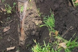 Что такое почва?